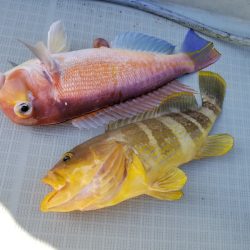 アマテラス 釣果