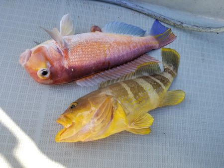 アマテラス 釣果