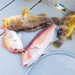 アマテラス 釣果