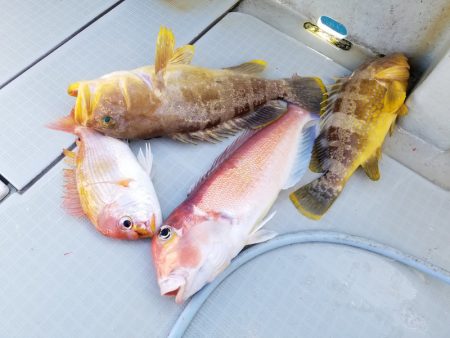 アマテラス 釣果