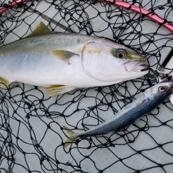 アマテラス 釣果