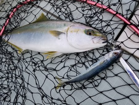 アマテラス 釣果