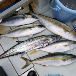 アマテラス 釣果