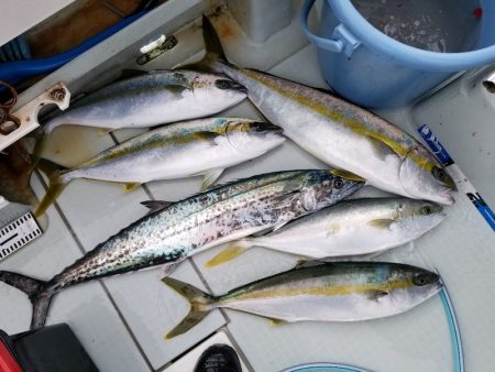 アマテラス 釣果