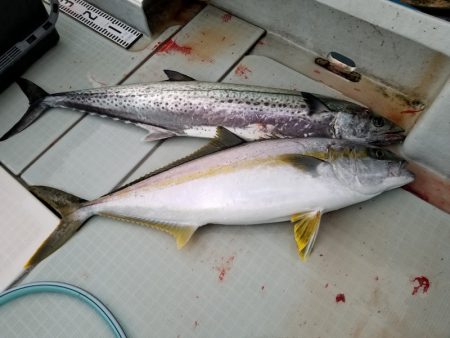 アマテラス 釣果