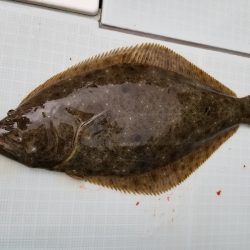 アマテラス 釣果