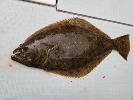 アマテラス 釣果