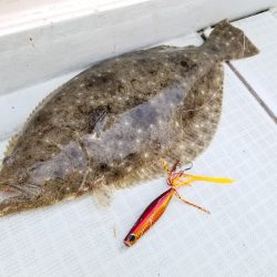 アマテラス 釣果