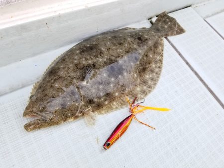 アマテラス 釣果