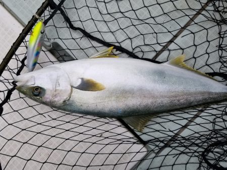 アマテラス 釣果