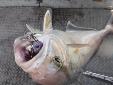 ブルースフィッシングサービス 釣果