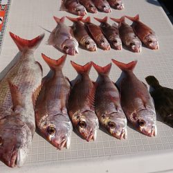 遊漁船　家入 釣果