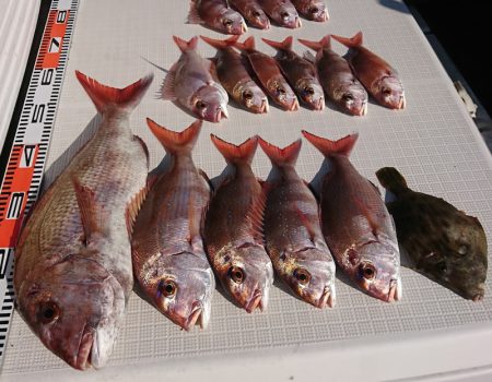 遊漁船　家入 釣果