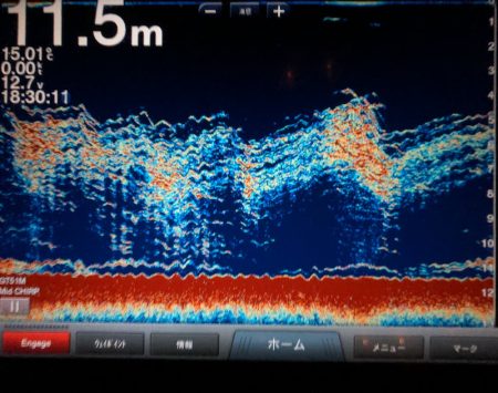 Chase(チェイス) 釣果