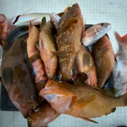 「LaGooN」蒼陽丸 日和号 釣果