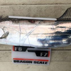 フィッシング キッタカ 釣果