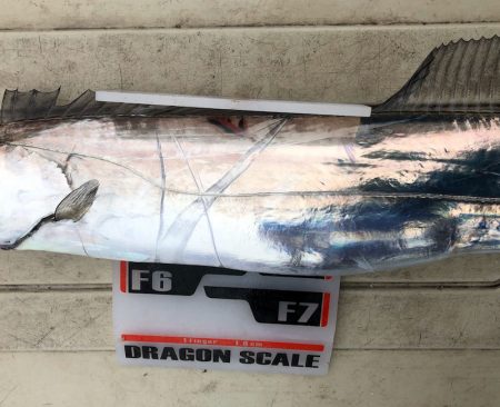 フィッシング キッタカ 釣果