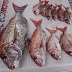 遊漁船 家入 釣果