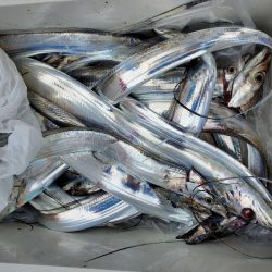 サンマリン 釣果