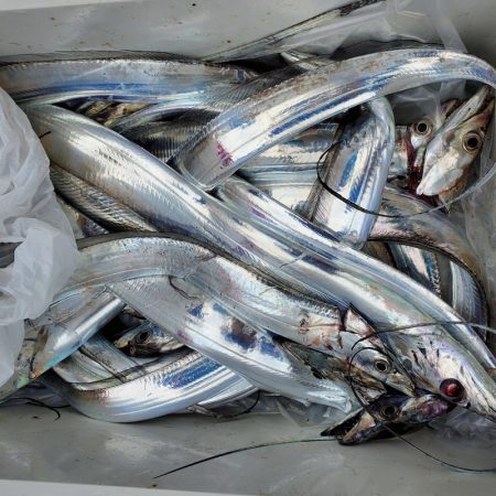 サンマリン 釣果