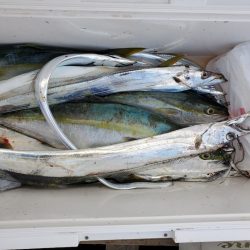 サンマリン 釣果