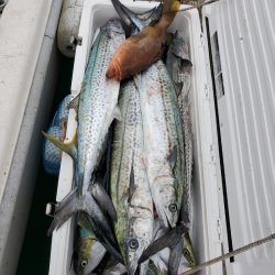 サンマリン 釣果