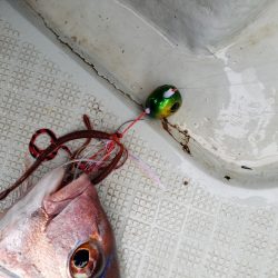 シーライオン 釣果