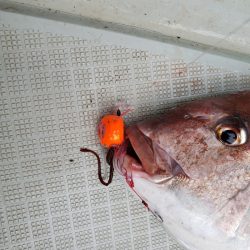 シーライオン 釣果