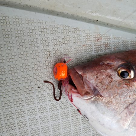 シーライオン 釣果