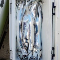 サンマリン 釣果