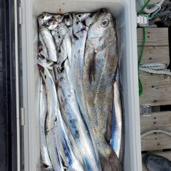 サンマリン 釣果