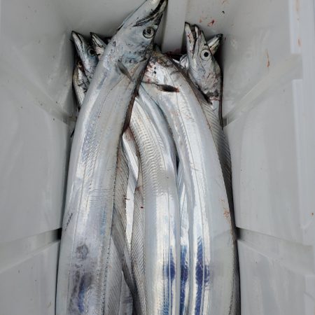 サンマリン 釣果