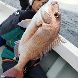 シーライオン 釣果