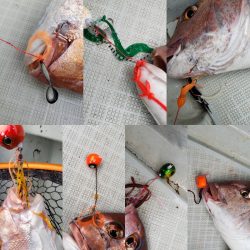 シーライオン 釣果