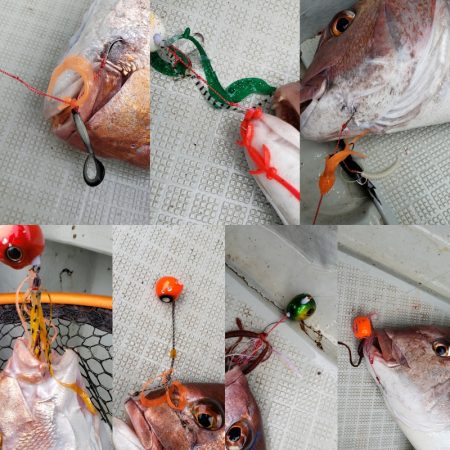 シーライオン 釣果