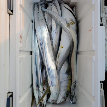 サンマリン 釣果