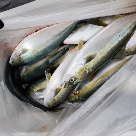 サンマリン 釣果