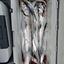 サンマリン 釣果