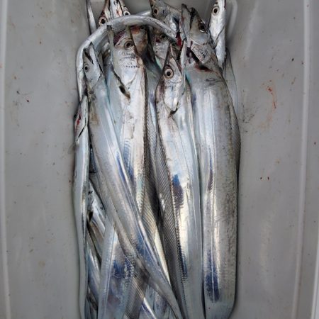 サンマリン 釣果