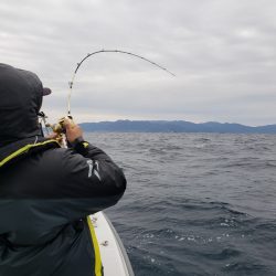 シーライオン 釣果