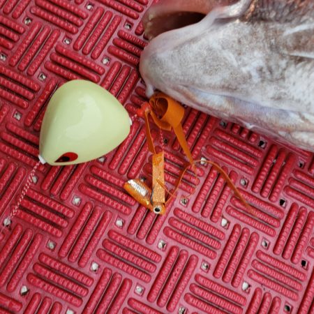 シーライオン 釣果