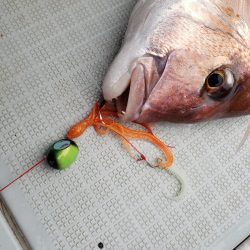 シーライオン 釣果