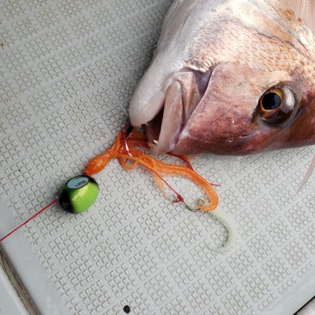 シーライオン 釣果