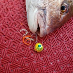 シーライオン 釣果