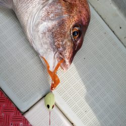 シーライオン 釣果