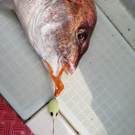 シーライオン 釣果