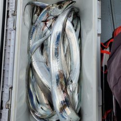 サンマリン 釣果