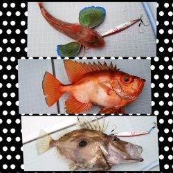 アマテラス 釣果