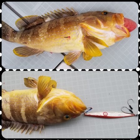 アマテラス 釣果