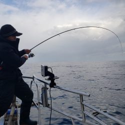 シーライオン 釣果